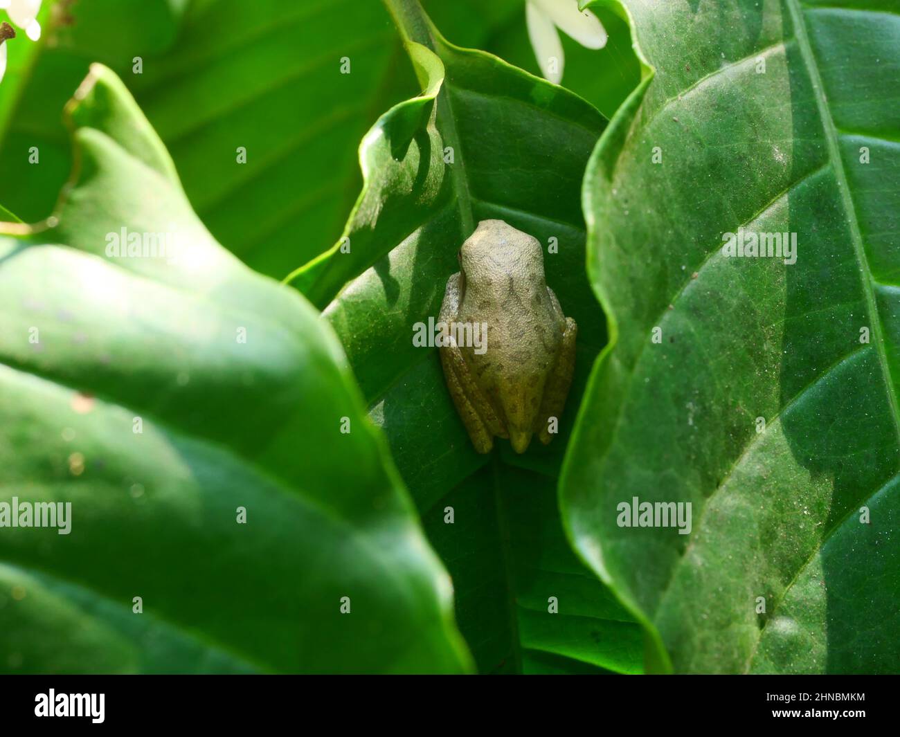 Grenouille d'arbre commune se cachant sur la feuille verte de la plante de café, les amphibiens dans la forêt naturelle et les plantations en Thaïlande Banque D'Images