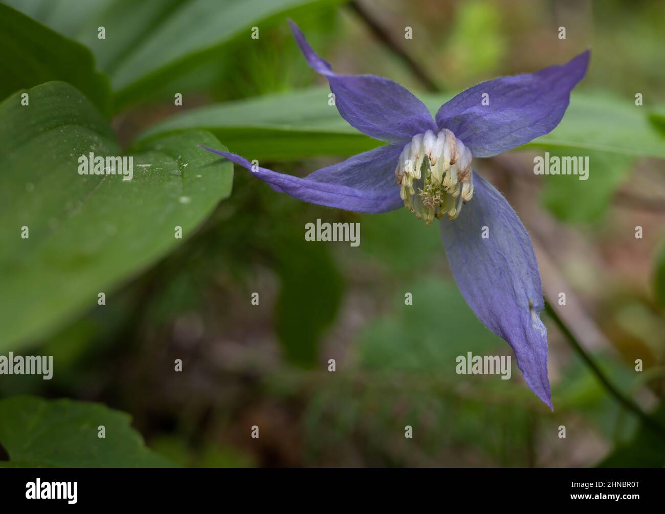 Clématis pourpre, Clematis occidentalis, fleurs sauvages Banque D'Images