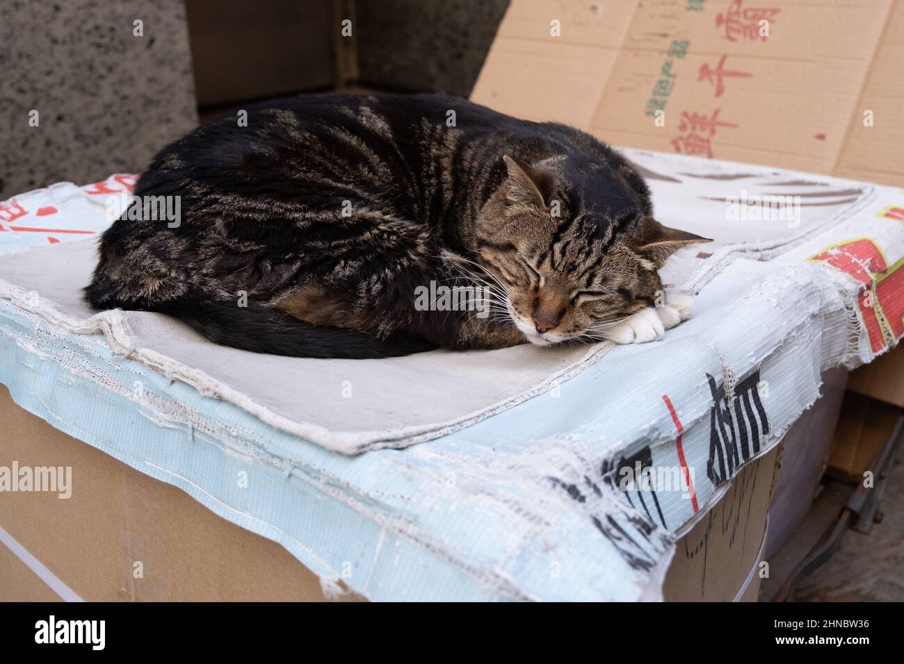 Cat fait une sieste sur les journaux au-dessus de la boîte en carton Banque D'Images