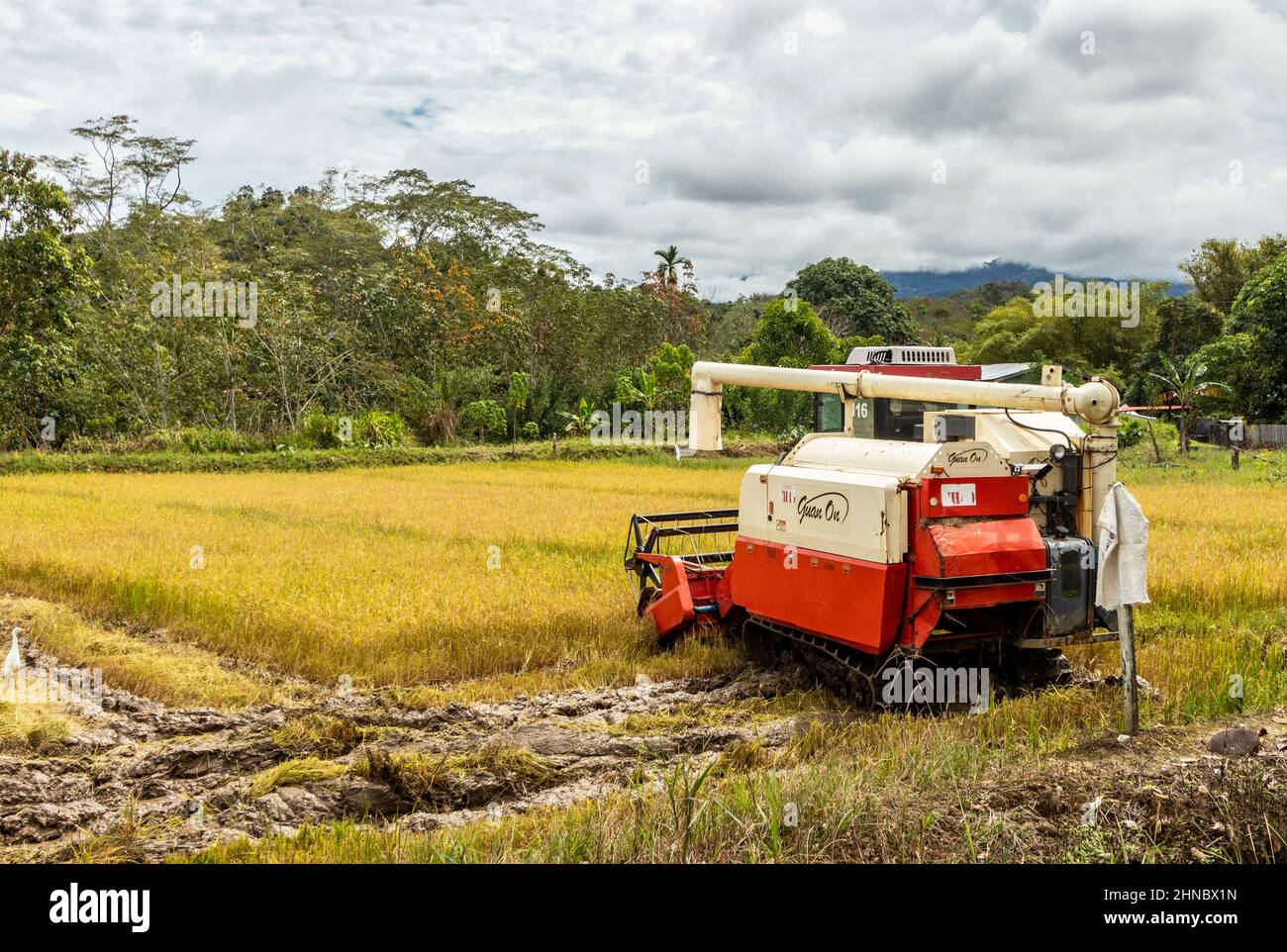 Agriculture sur rizières utilisant du matériel agricole à l'ombre du mont Sabahs Kinabalu Borneo Malaisie Banque D'Images