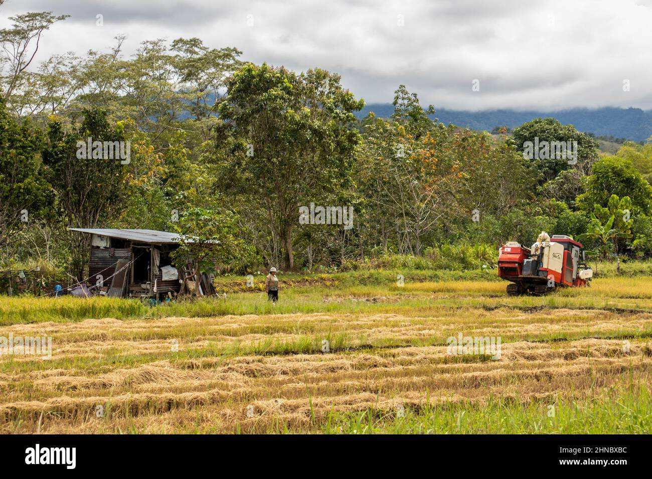 Agriculture sur rizières utilisant du matériel agricole à l'ombre du mont Sabahs Kinabalu Borneo Malaisie Banque D'Images