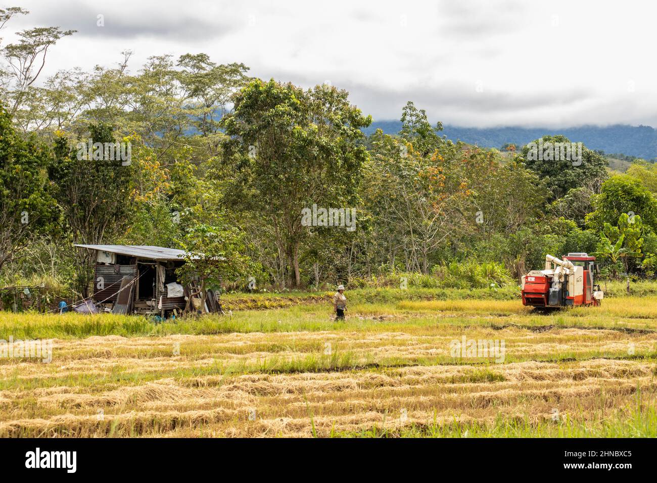 Agriculture sur rizières utilisant du matériel agricole à l'ombre du mont Sabahs Kinabalu Borneo Malaisie Banque D'Images