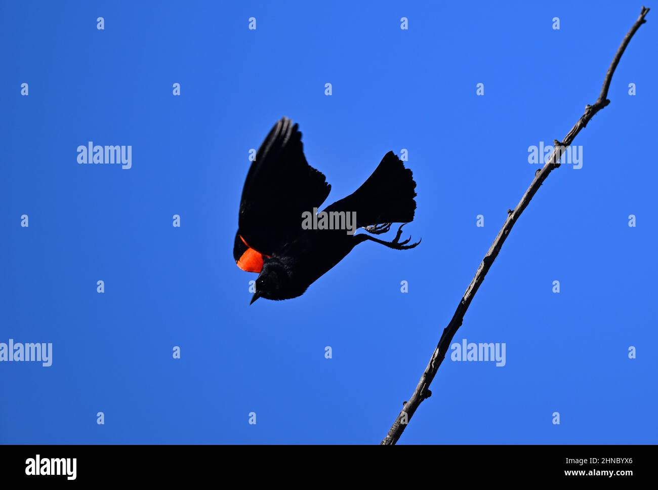Agelaius phoeniceus - Blackbird ailé rouge Banque D'Images