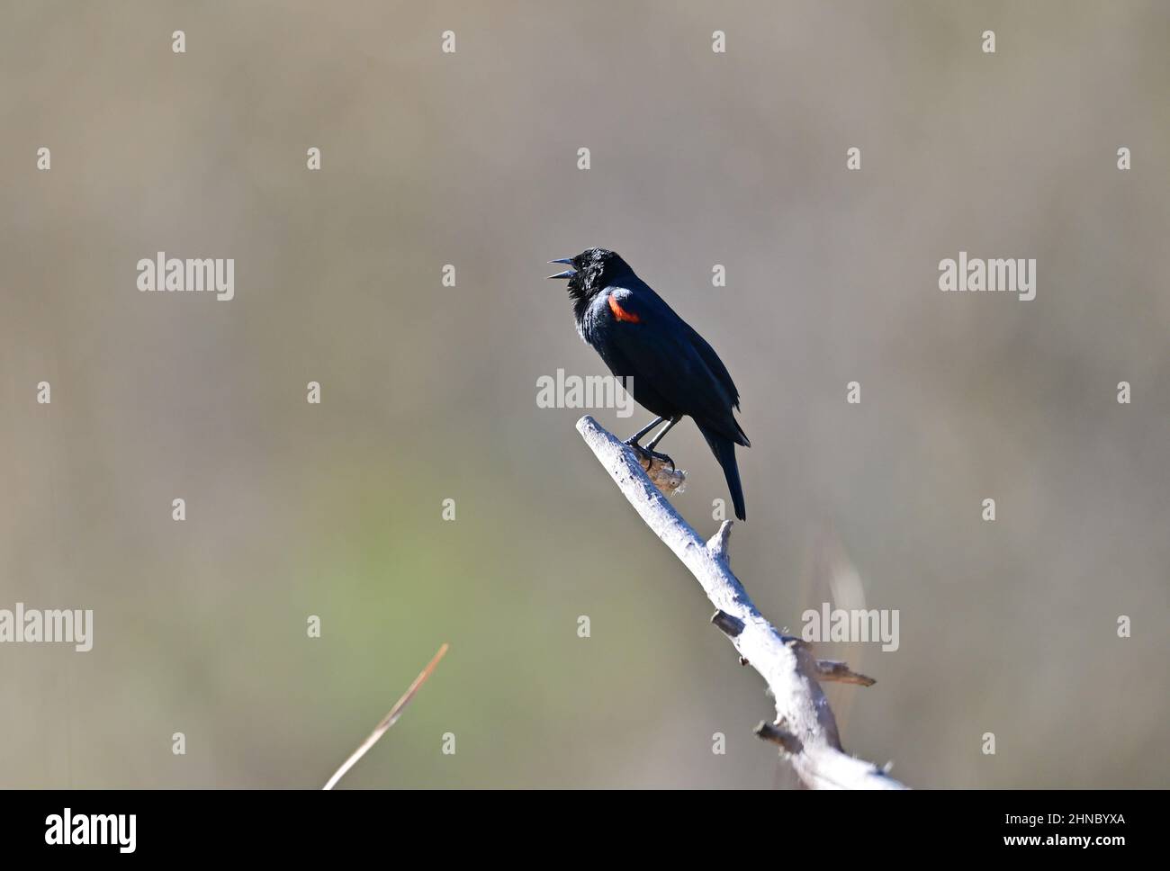 Agelaius phoeniceus - Blackbird ailé rouge Banque D'Images