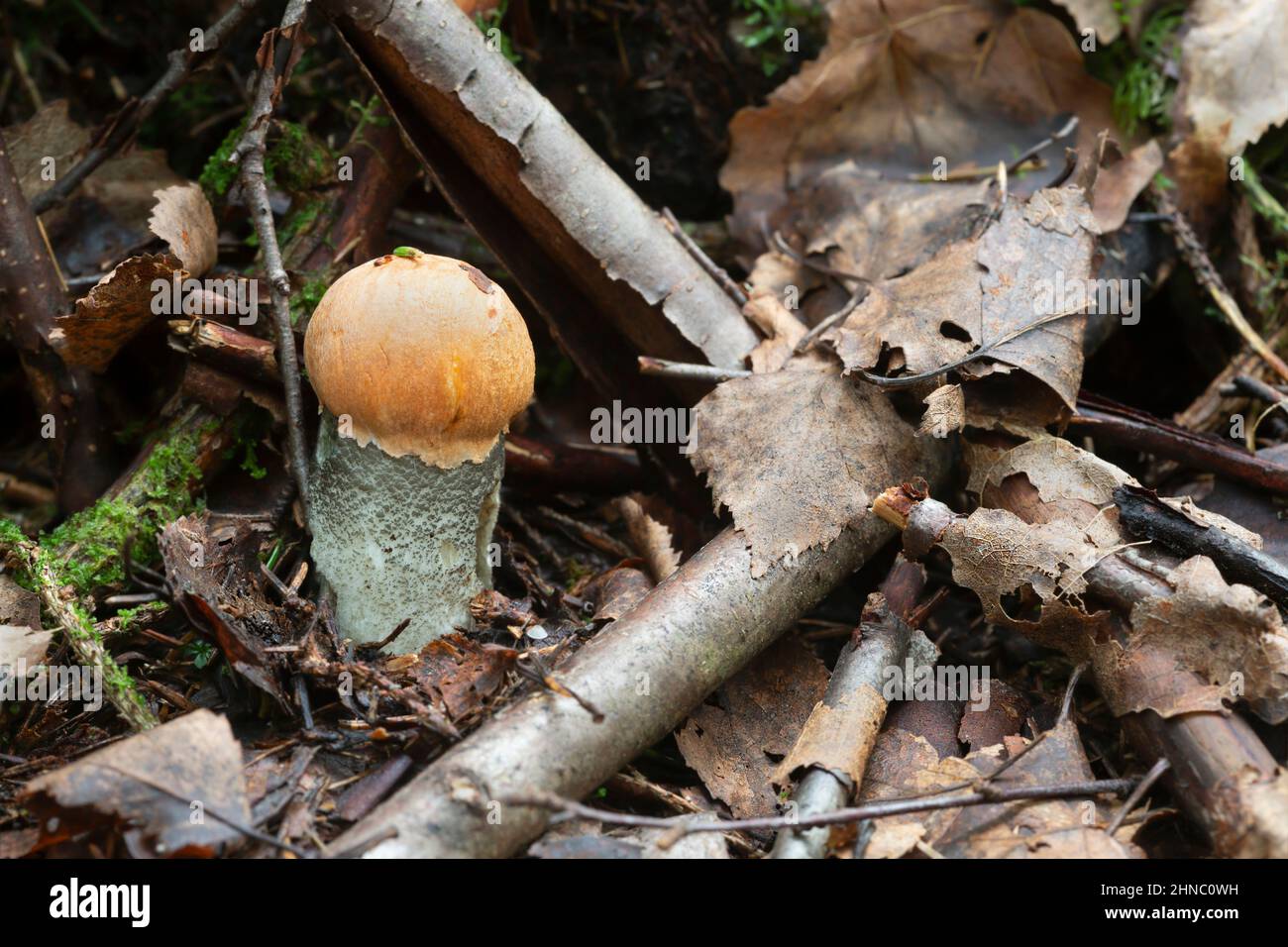 Jeune corps de fruits de boulete de bouleau orange, Leccinum versipelle croissant parmi les feuilles Banque D'Images