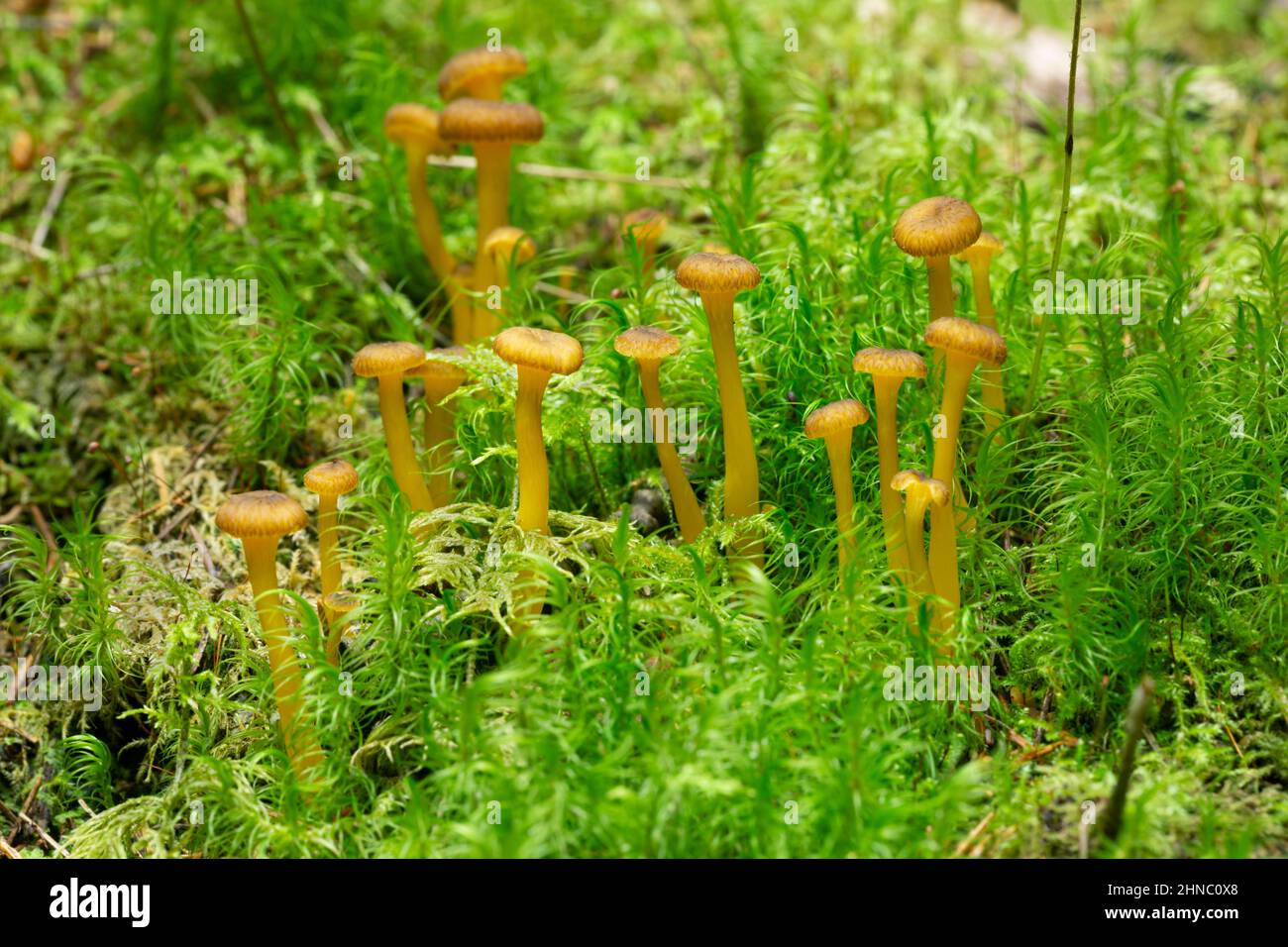 Jeunes fruits de pieds jaunes, Cantharellus tubaeformis croissant parmi les mousses, ce champignon est comestible et populaire en Suède Banque D'Images