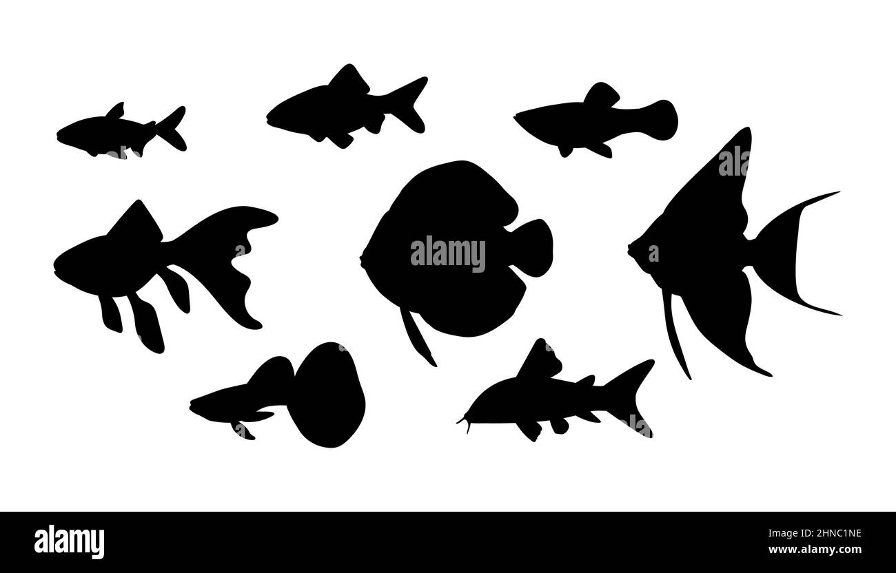 Poisson d'aquarium vectoriel en silhouette noire isolée sur fond blanc. Illustration de Vecteur