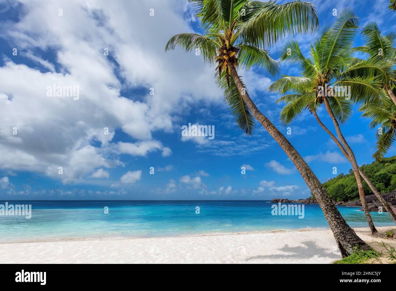 Pittoresque plage tropicale de palmiers avec coco-palmiers, ciel bleu et mer turquoise dans les Caraïbes Banque D'Images