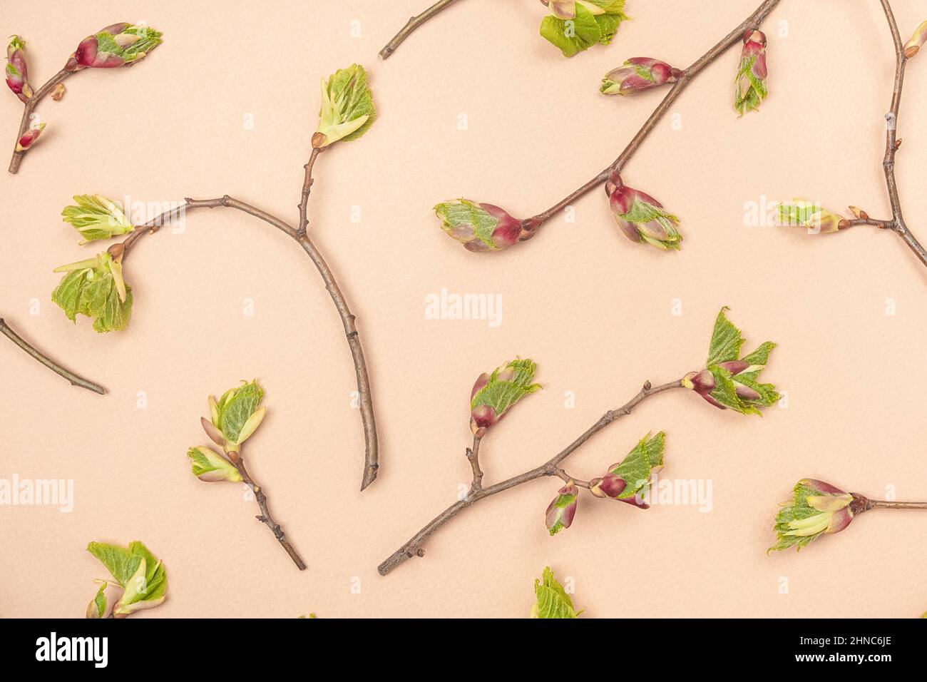 Branches avec bourgeons d'arbre de printemps et jeunes feuilles sur fond beige.Papier peint printanier, texture printanière.Vue de dessus Flat lay. Banque D'Images