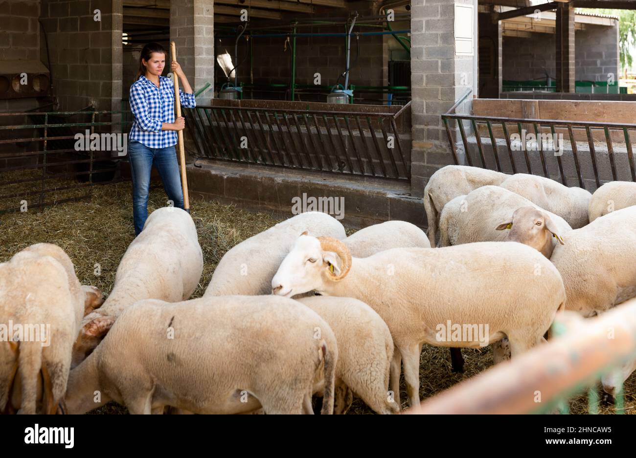 Une femme piquant du foin dans un décrochage avec des moutons Banque D'Images