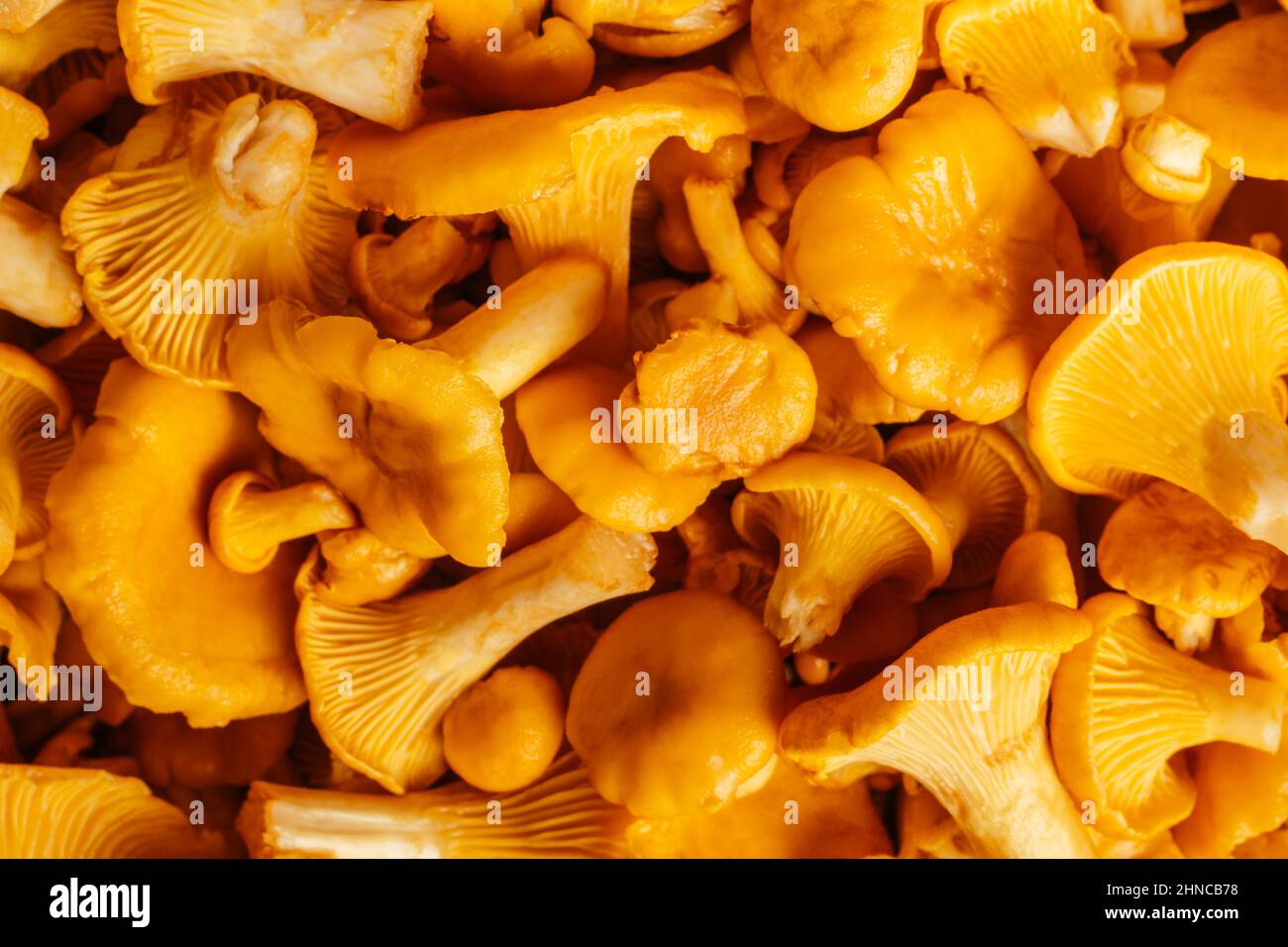 Champignons orange jaune fond juteux délicieux Cantharellus cibarius