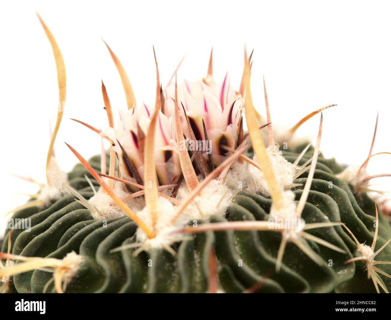Stenocactus multicostatus, cactus cérébral, petit cactus avec une floraison inhabituelle de côtes ondulées Banque D'Images