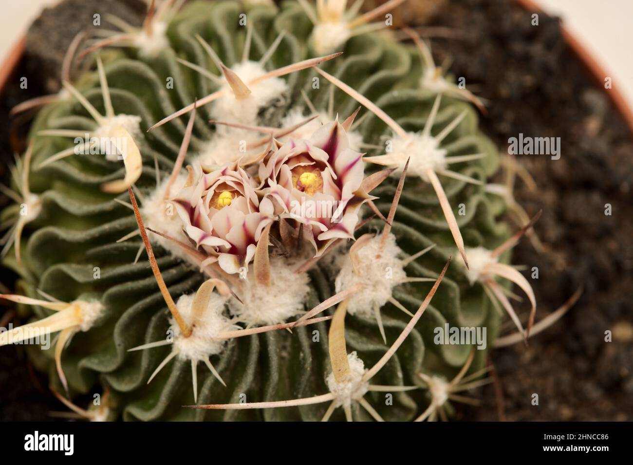 Stenocactus multicostatus, cactus cérébral, petit cactus avec une floraison inhabituelle de côtes ondulées Banque D'Images