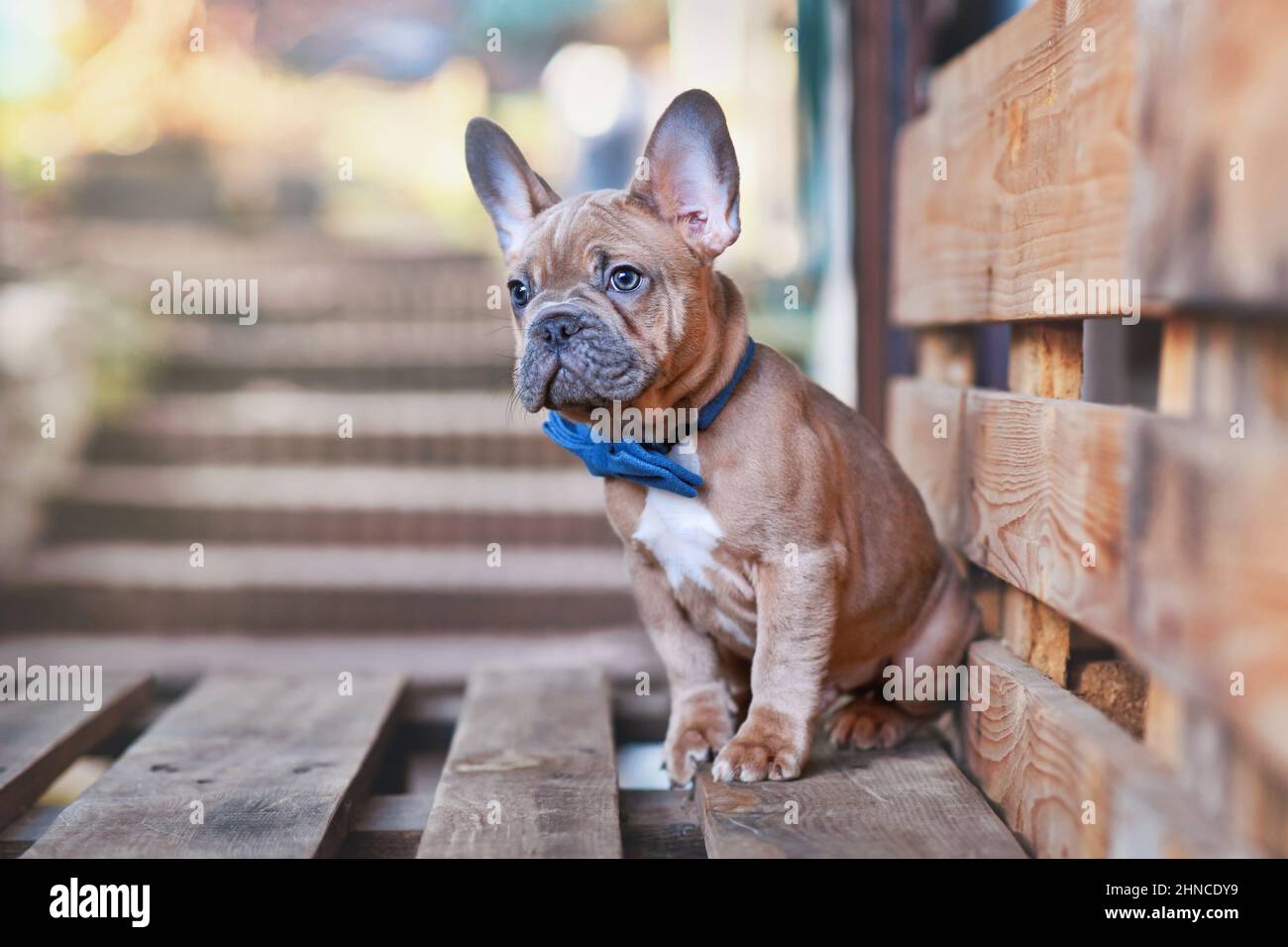 Bleu rouge fauve French Bulldog chien chiot portant noeud bleu cravate  Photo Stock - Alamy