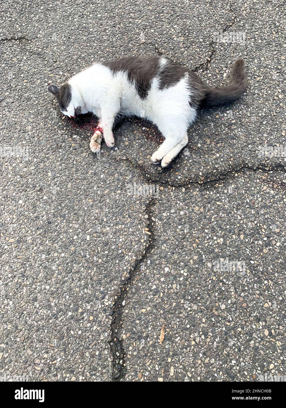 Chat mort au sol, Lyon, France Banque D'Images