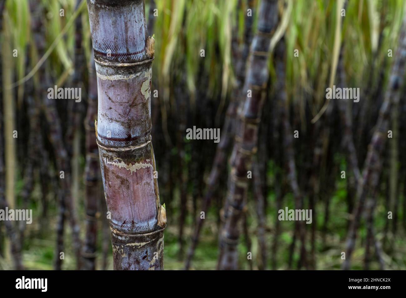 Canne à sucre mature cultivée dans la plantation Banque D'Images