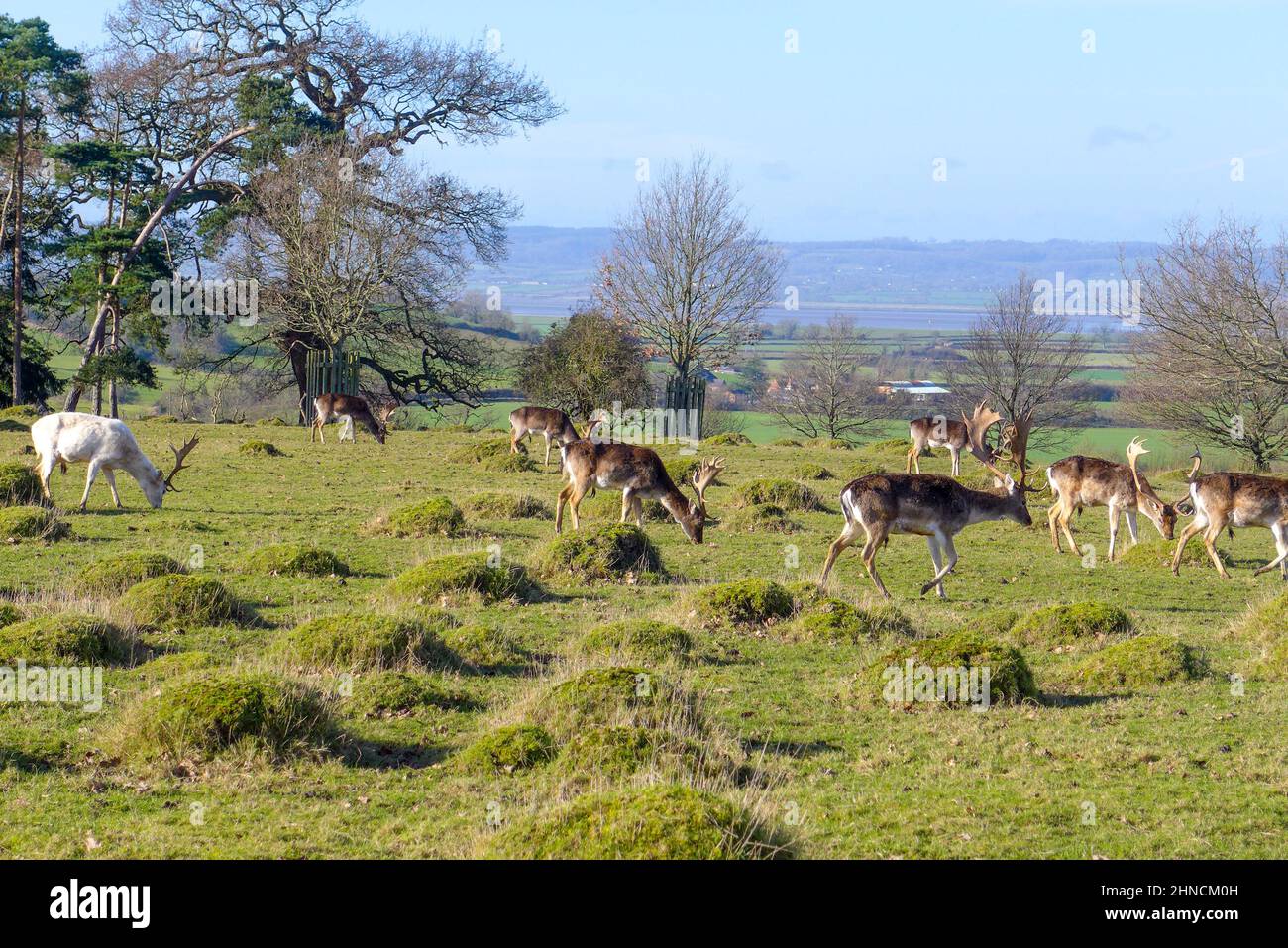 Groupe de cerfs dans la campagne anglaise Banque D'Images