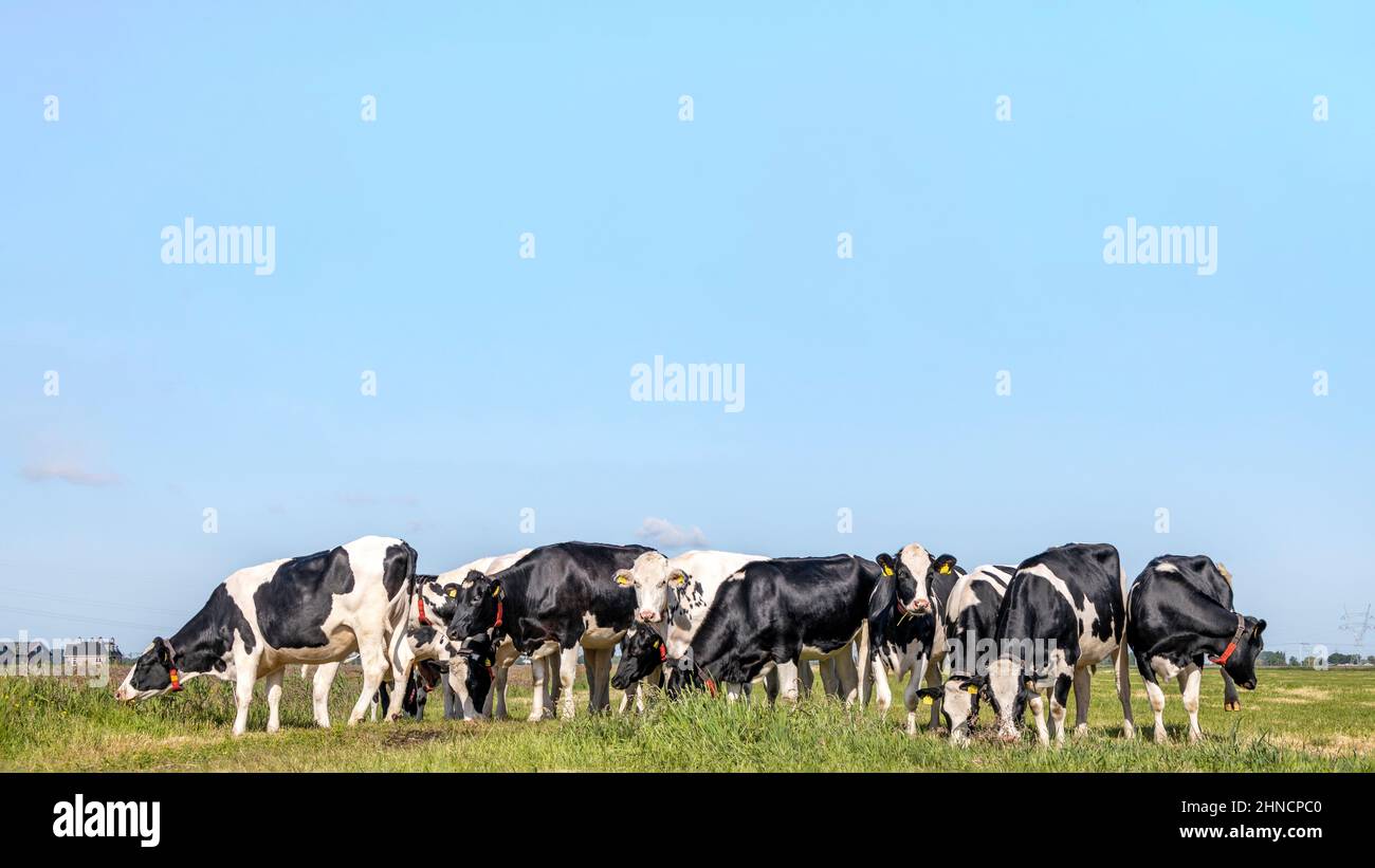 Groupe de vaches se rassemblant dans un champ, heureux et joyeux et un ciel bleu, une vue panoramique large Banque D'Images