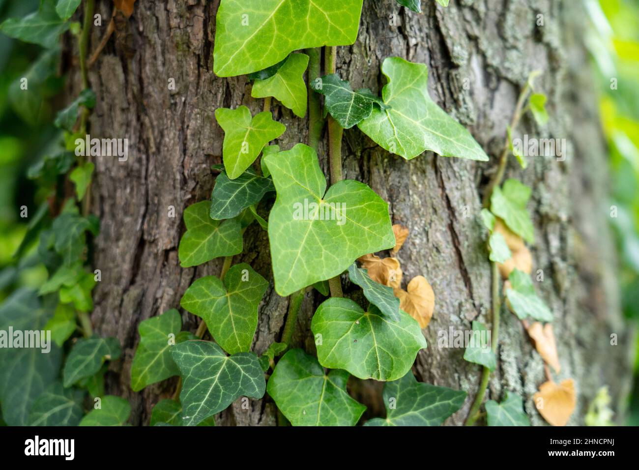 Ivy, Hedera Helix ou ivy européenne grimpant sur l'écorce rugueuse d'un arbre. Gros plan. Banque D'Images