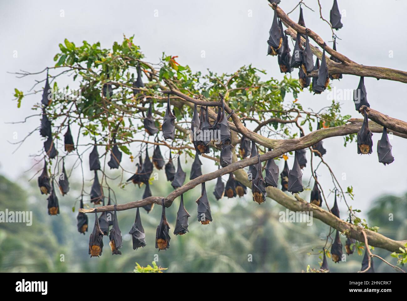 Indian Flying Fox - Pteropus giganteus, belle grande batte de fruits des forêts et des terres boisées asiatiques, Sri Lanka. Banque D'Images