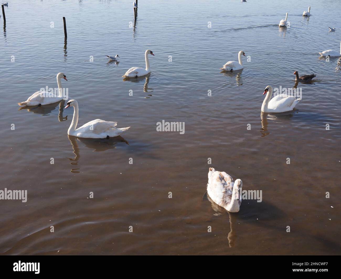 un groupe de cygnes et d'oiseaux flottant sur un lac du parc Banque D'Images
