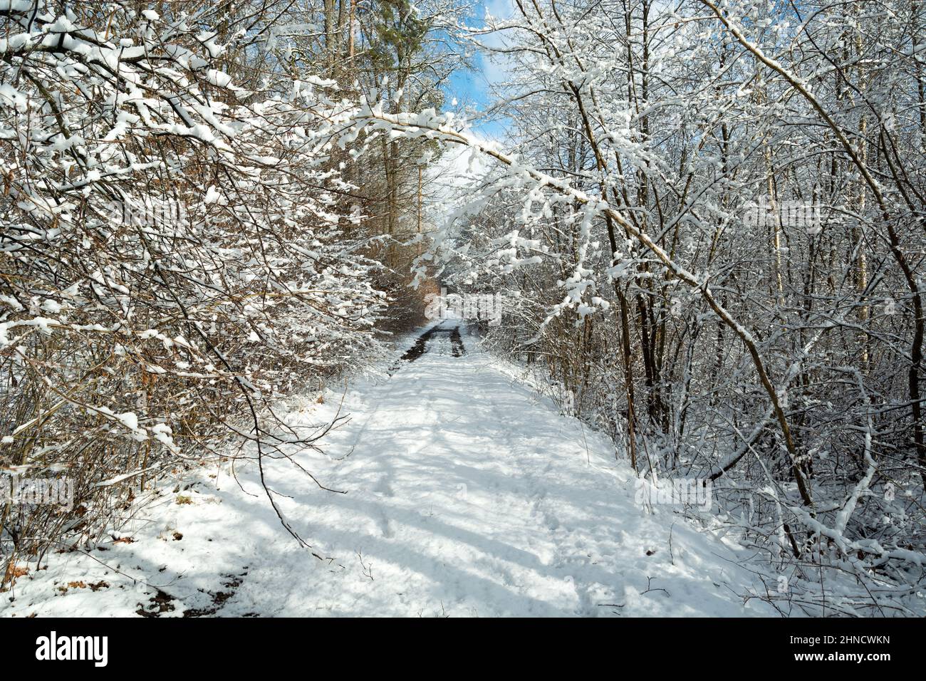 Route à travers la forêt enneigée, hiver ensoleillé jour Banque D'Images