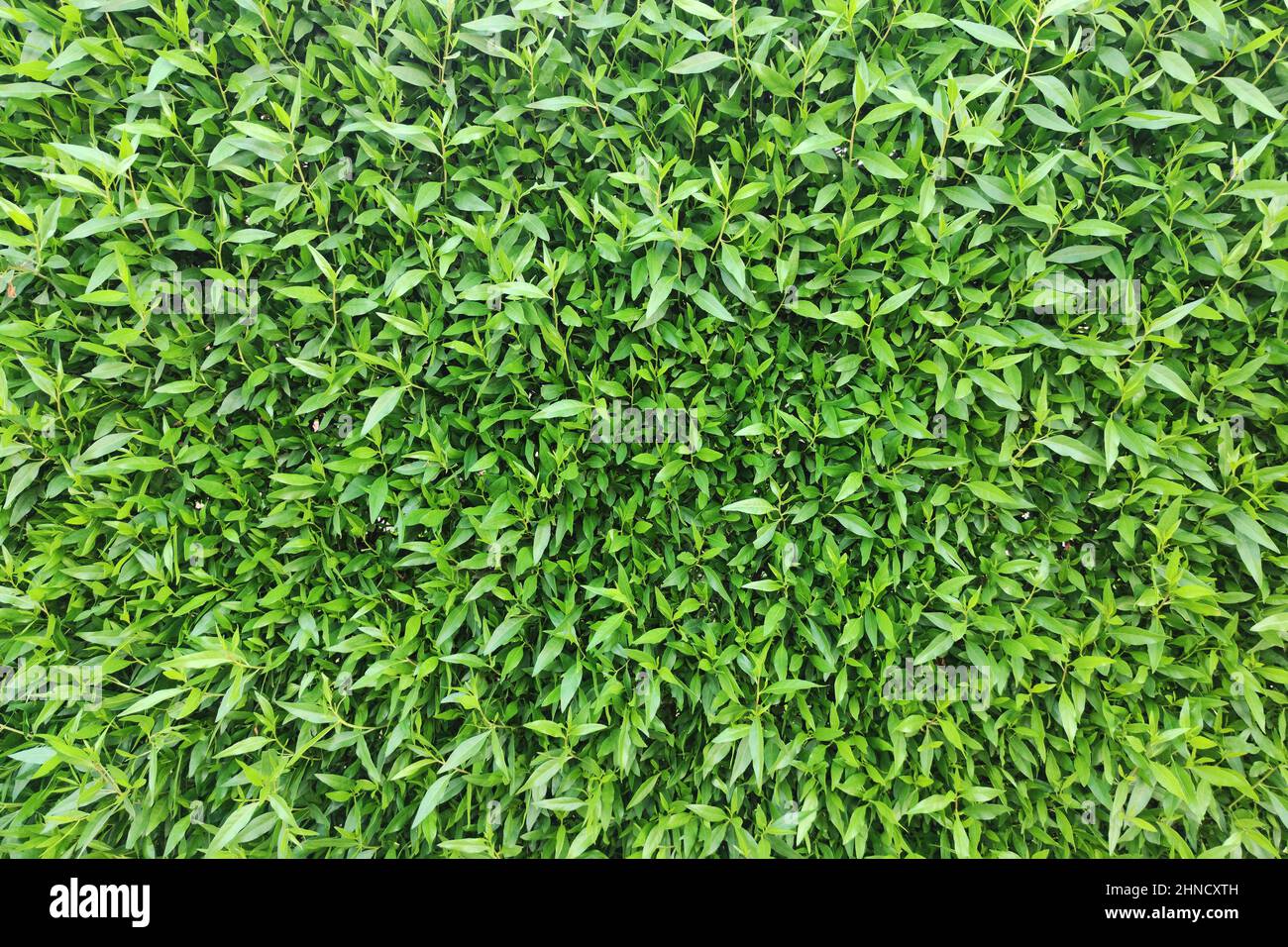 Texture murale à feuilles vertes pour un motif toile de fond et mur écologique et découpe pour les œuvres d'art. Banque D'Images