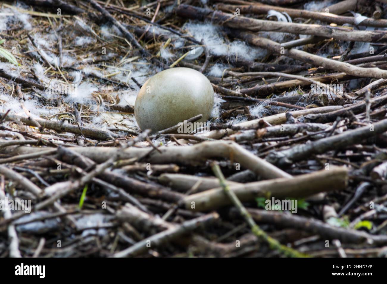 Le nid de Swan dans le Heiligenhaus à l'Abtskücherteich.Mère oiseau avec petit bébé apprendre à nager.Cygnes sauvages au printemps. Banque D'Images