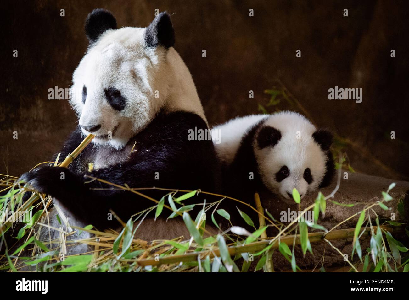 Un panda géant avec un de ses deux petits de 5 mois au zoo de Madrid Banque D'Images