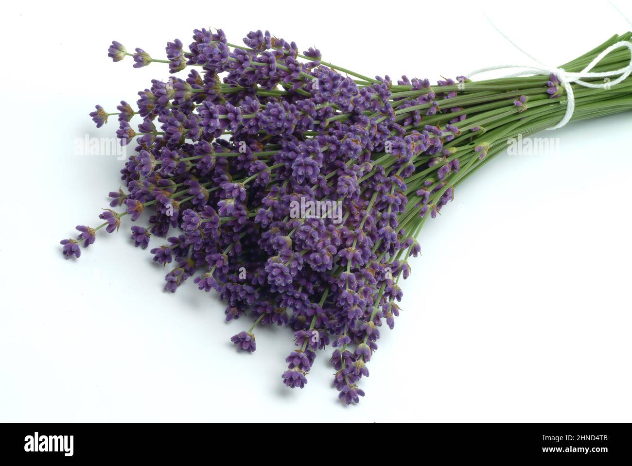 Echte Lavendel oder Schmalblättrige Lavendel, Lavandula angustifolia, Lavandula officinalis, alte Heilpflanze, die BEI Unruhezuständen, Einschlafprobl Banque D'Images