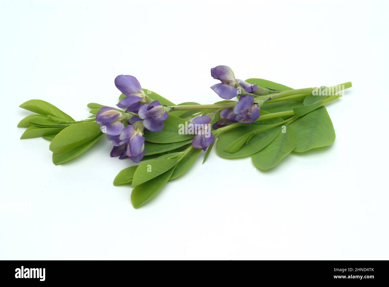 Indigolupin, Baptizia australis, Blaue Färberhülse, Australische Färberhülse oder Falscher Indigo, Färbeppelze, Heilpflanze, enthält eine Reihe von Banque D'Images