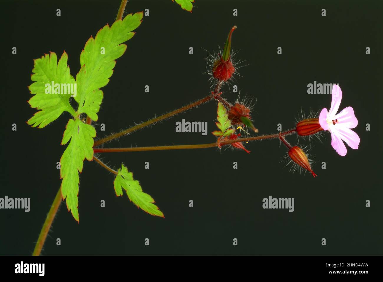 Ruprechtskraut, Geranium robertianum, auch Stinkender Storchschnabel oder Stinkstorchschnabel, Heilpflanze in der traditionellen Volksheilkunde als He Banque D'Images