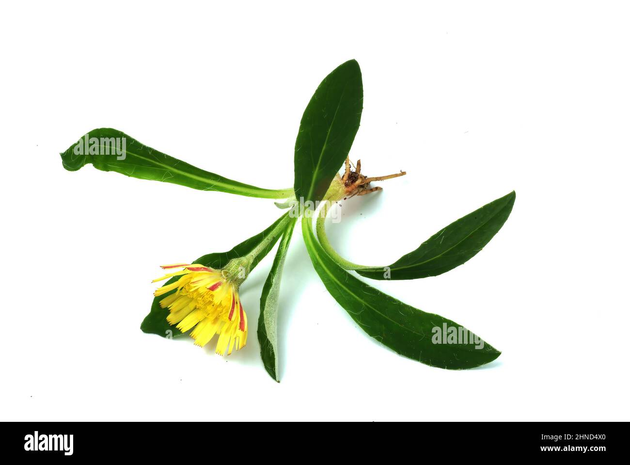 Kleines Habichtskraut, Hieracium pilosella, auch Mausohr-Habichtskraut oder Langhaariges Habichtskraut, Heilpflanze arzneilich als Diurétikum verwende Banque D'Images