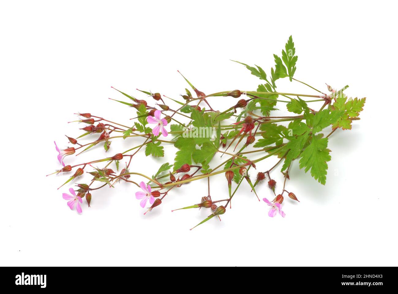 Ruprechtskraut, Geranium robertianum, auch Stinkender Storchschnabel oder Stinkstorchschnabel, Heilpflanze in der traditionellen Volksheilkunde als He Banque D'Images