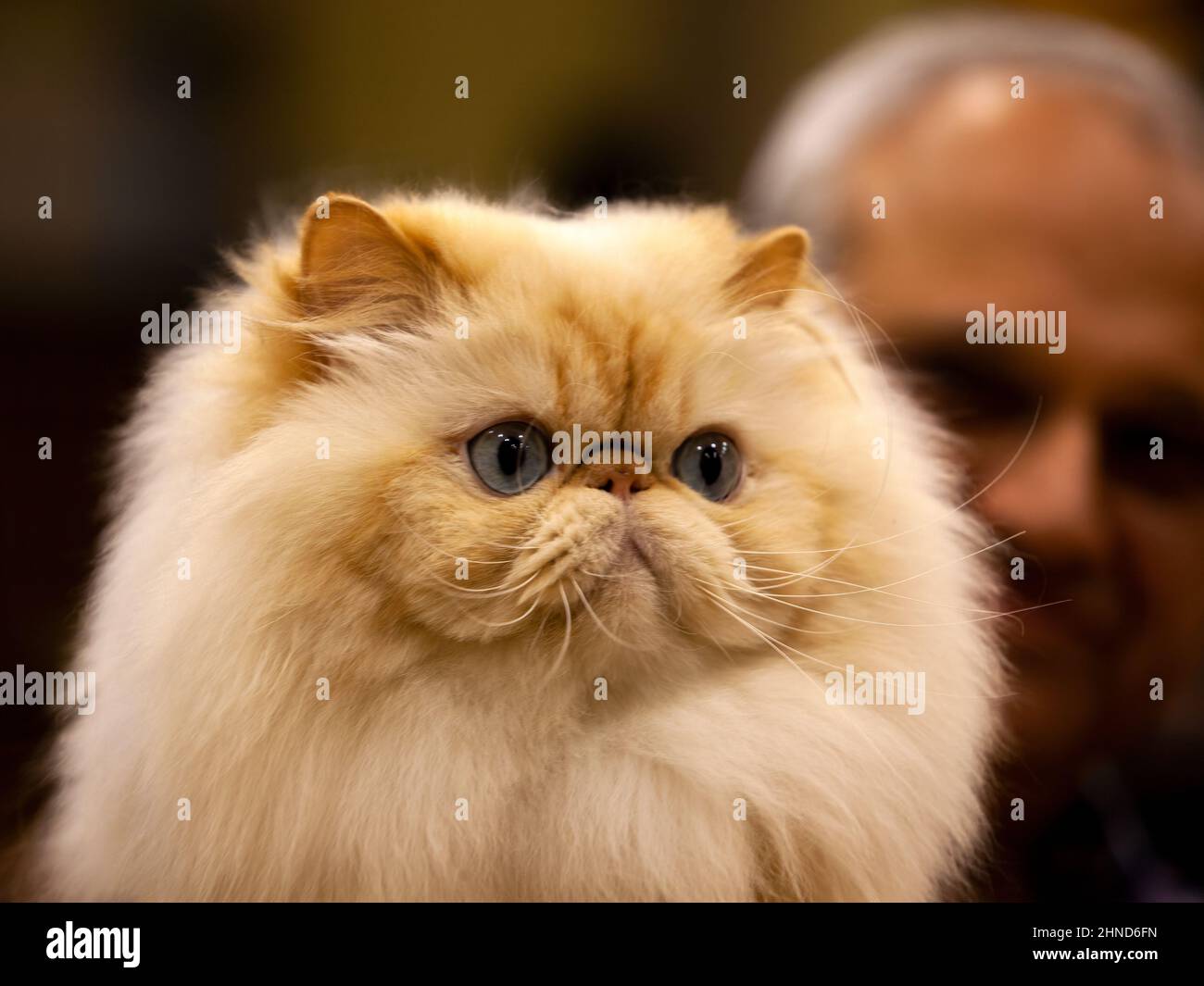 Chat long poil, persan, brachycéphalique, plat face à un chat Show. Banque D'Images