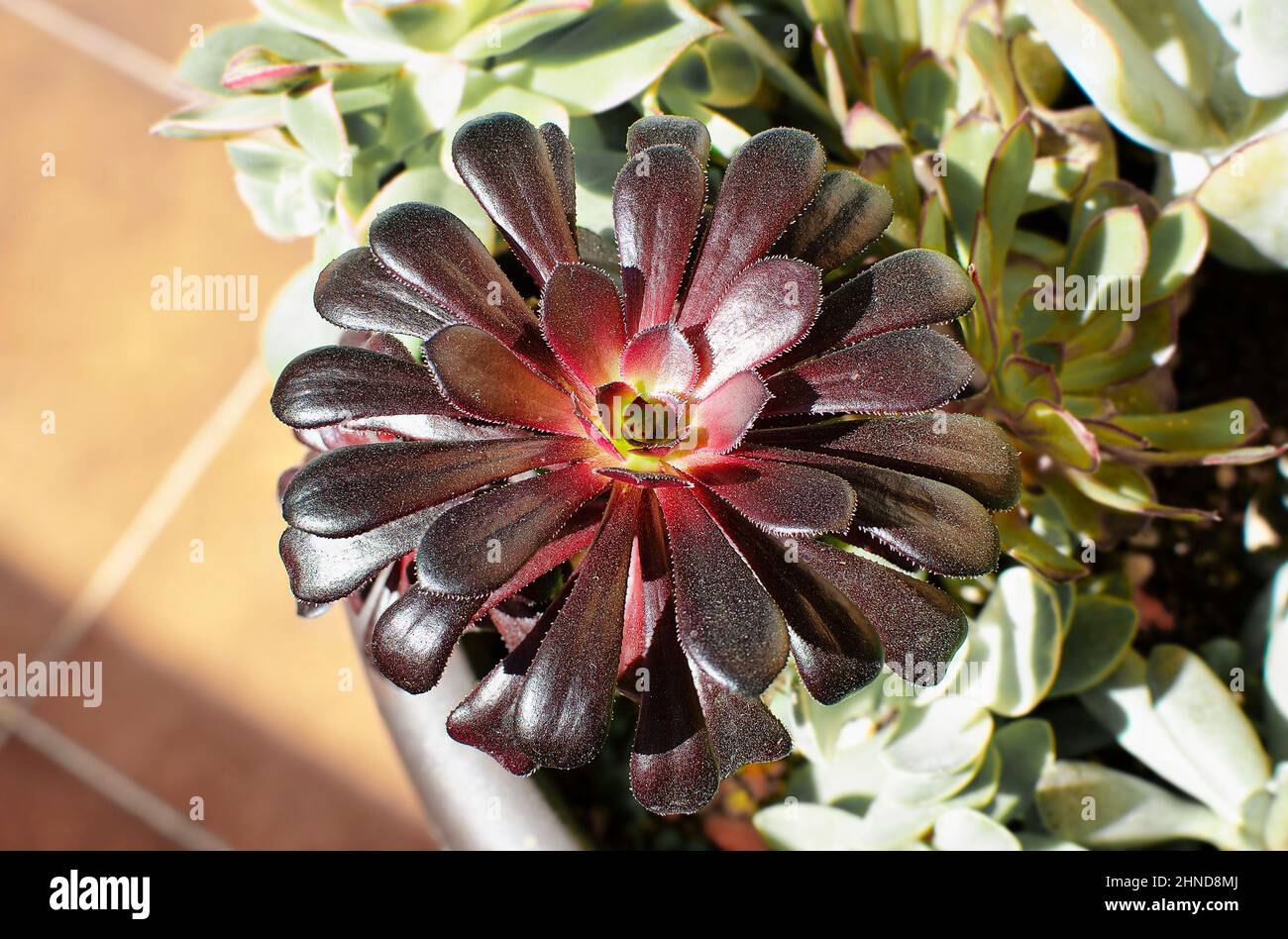 Plante succulente appelée Aeonium Schwartzkopf, communément connue sous le nom de Black Rose Banque D'Images