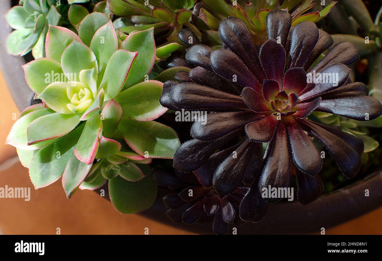 L'aeonium en pot Kiwi et Schwartzkopf également connu sous le nom de Black Rose Banque D'Images
