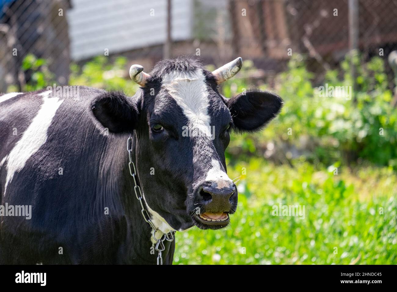 Portrait d'une vache noire à bouche ouverte. Regarde directement dans l'appareil photo Banque D'Images