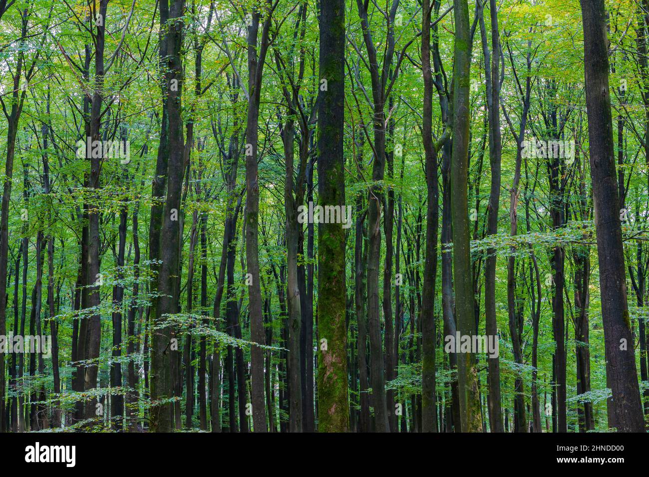 Beaux arbres dans la forêt de Speulder (Speulderbos), Ermelo, Gelderland, pays-Bas Banque D'Images