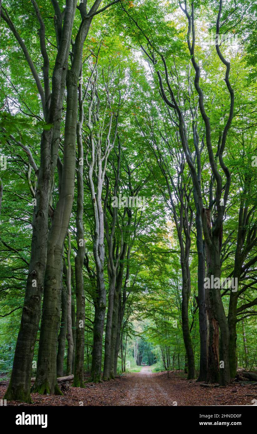 Beaux arbres dans la forêt de Speulder (Speulderbos), Ermelo, Gelderland, pays-Bas Banque D'Images