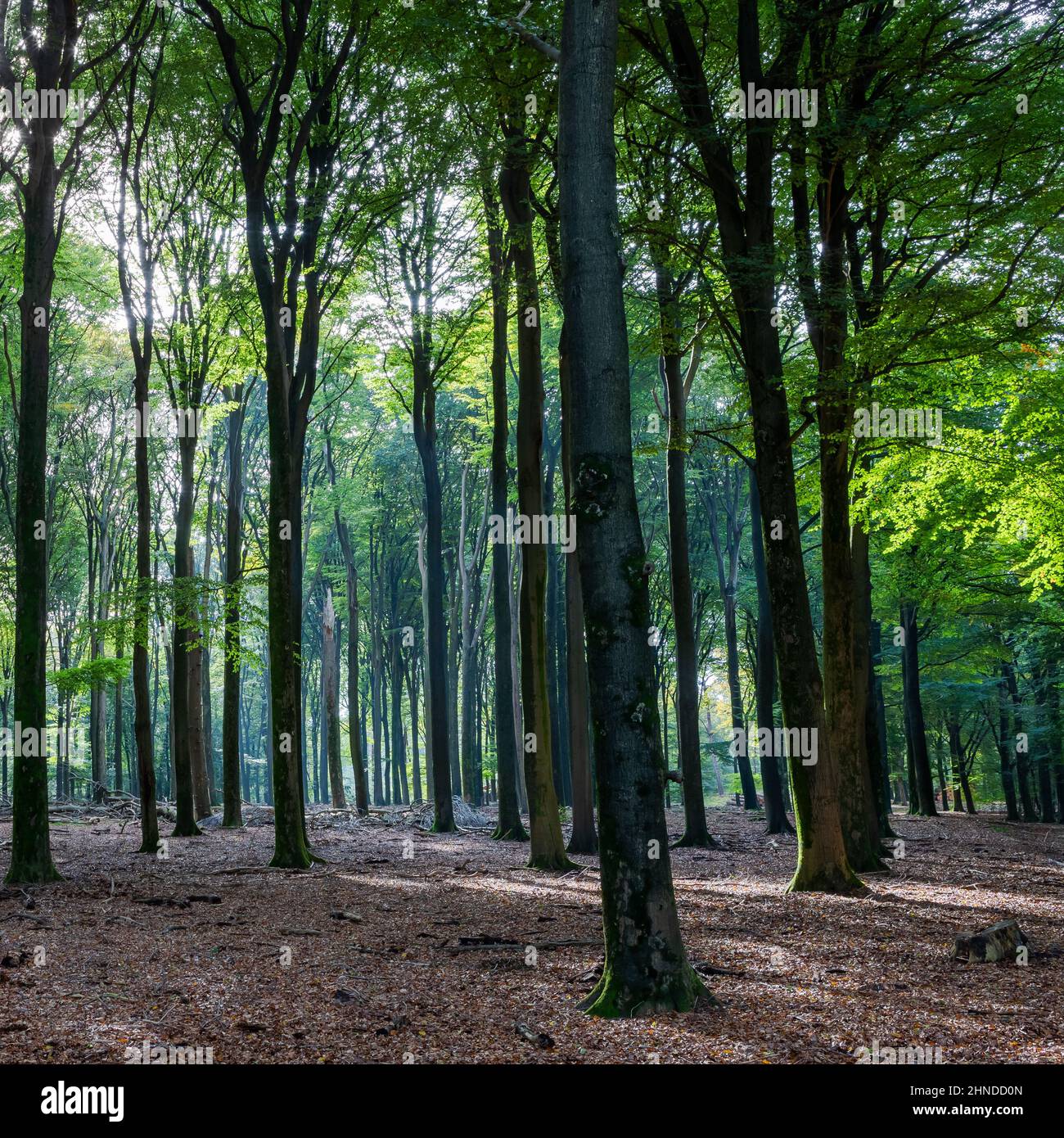 Le soleil traverse les feuilles de la forêt de Speulder (Speulderbos), Ermelo, Gelderland, pays-Bas Banque D'Images