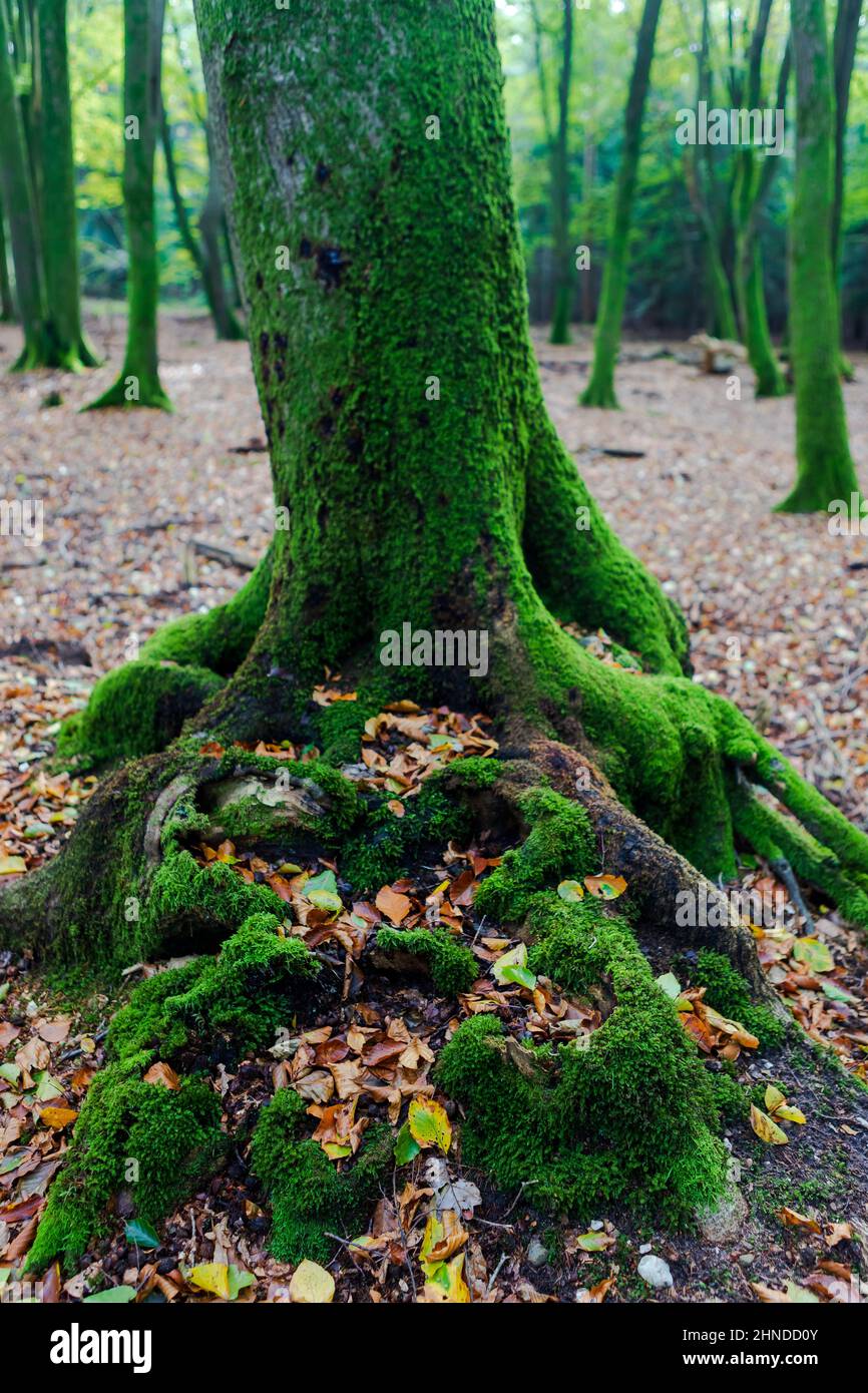 Détail d'un bel arbre dans la forêt de Speulder (Speulderbos), Ermelo, Gelderland, pays-Bas Banque D'Images