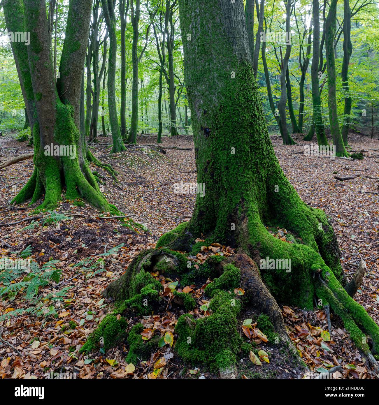 Détail d'un bel arbre dans la forêt de Speulder (Speulderbos), Ermelo, Gelderland, pays-Bas Banque D'Images