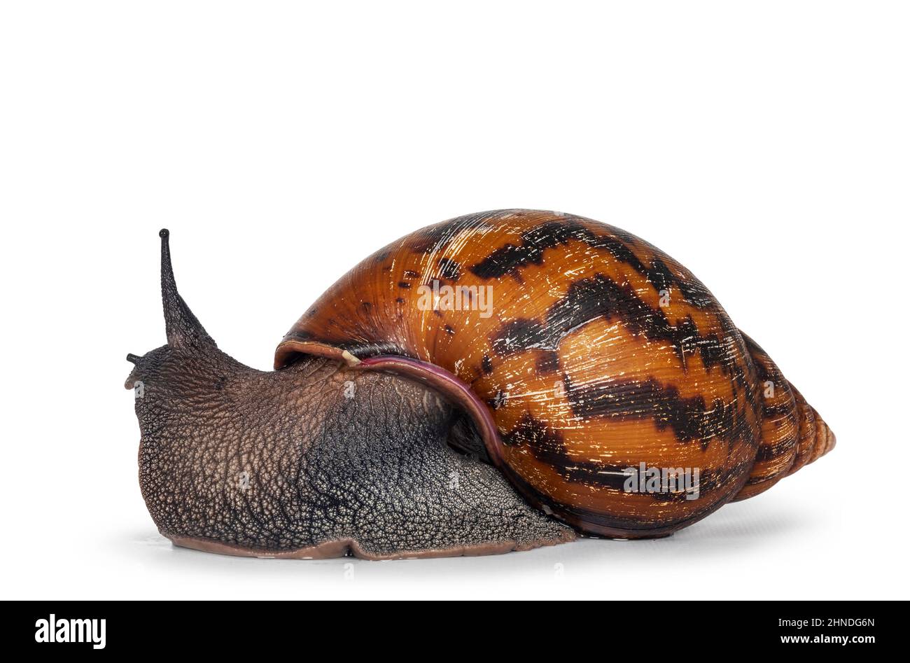 Adulte taille frican géant Escargot ghanéen aka Escargot africain géant, Escargot de terre tigre géant ou Achatina Achatina, voies latérales mobiles. Isolé sur un bac blanc Banque D'Images