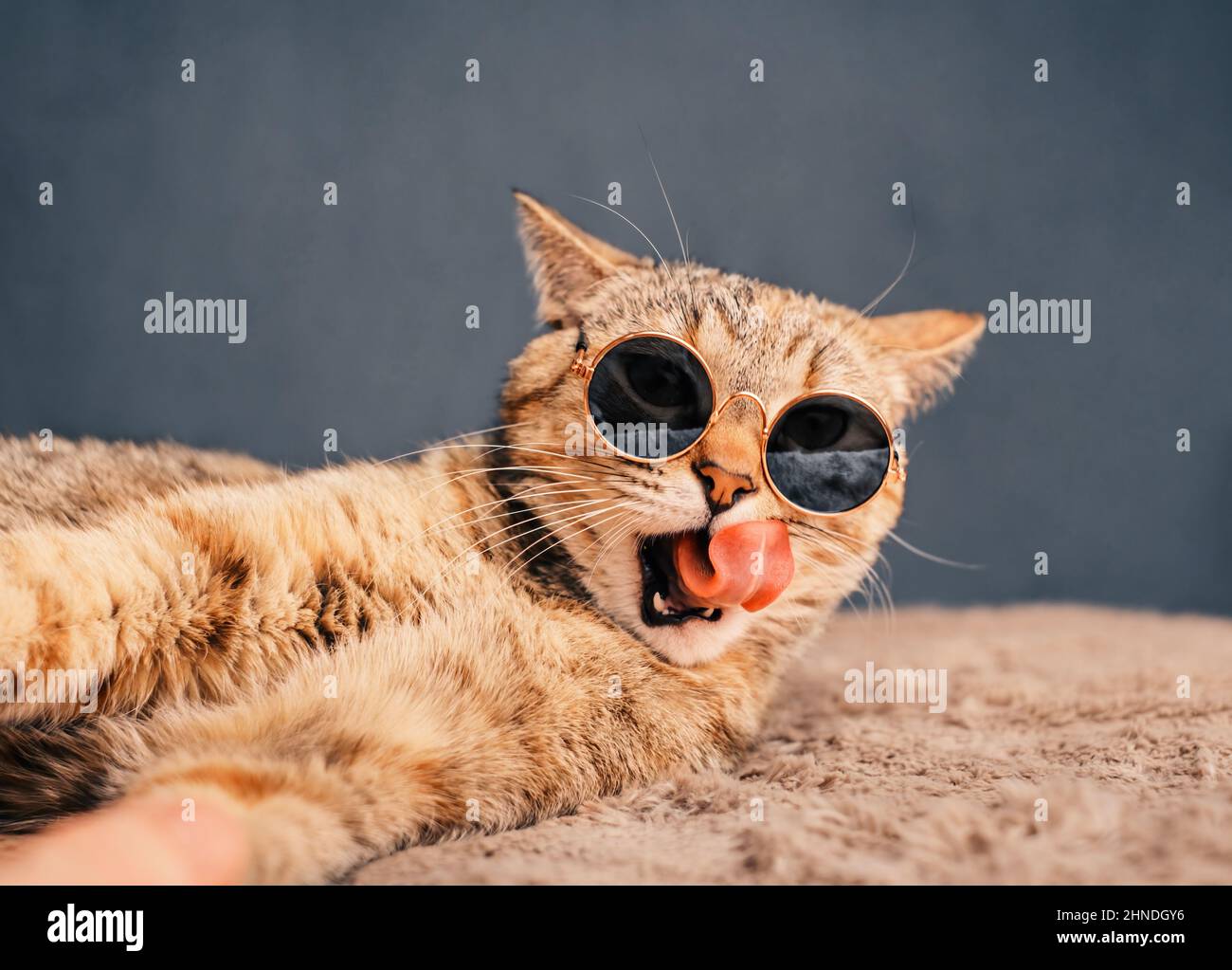 Chat En Lunettes De Soleil Rondes Photo Stock Alamy