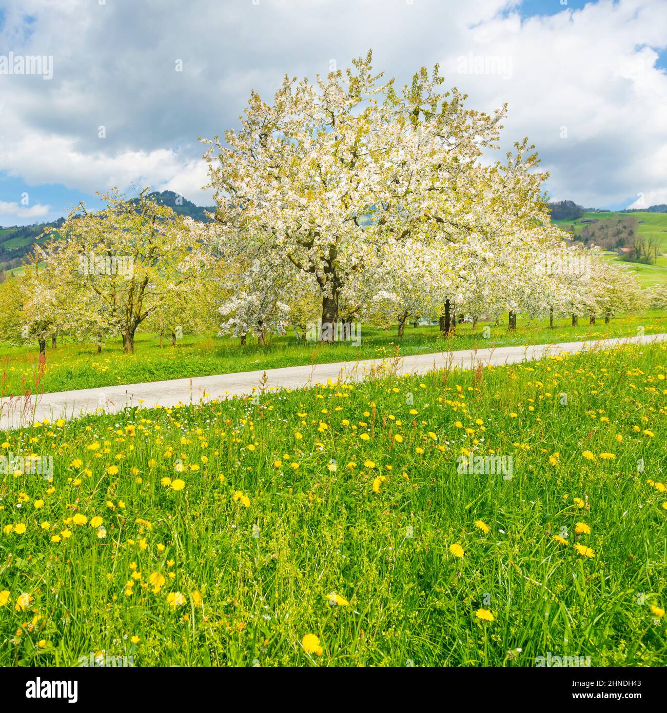 Arbres fruitiers blancs en fleurs dans le jardin. Herbe verte et fleurs de pissenlits jaunes. Atmosphère joyeuse de l'éveil printanier de la nature an Banque D'Images