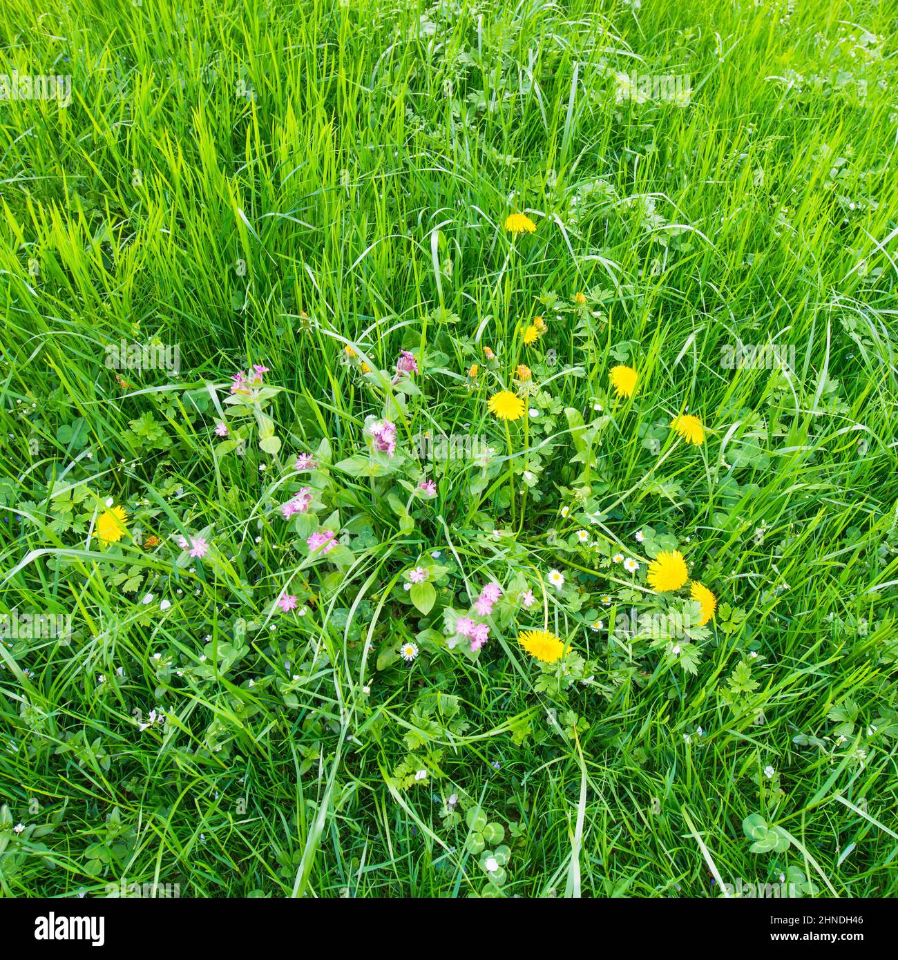 Fleurs sauvages dans la grande herbe. Vert émeraude. Début de l'été. Banque D'Images