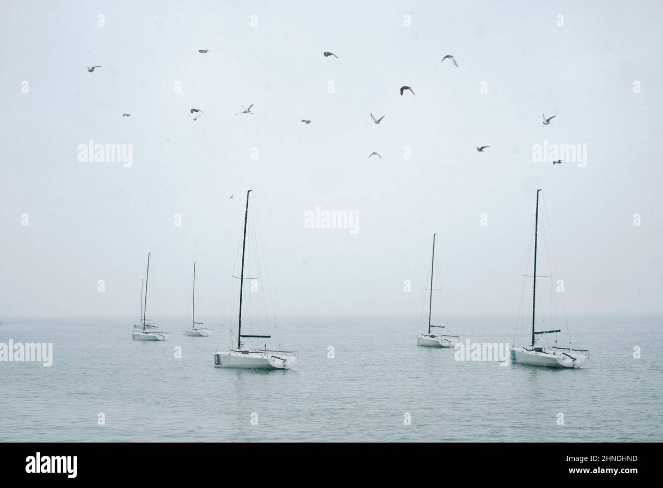 Un troupeau d'oiseaux vole au-dessus des yachts dans la mer. Banque D'Images