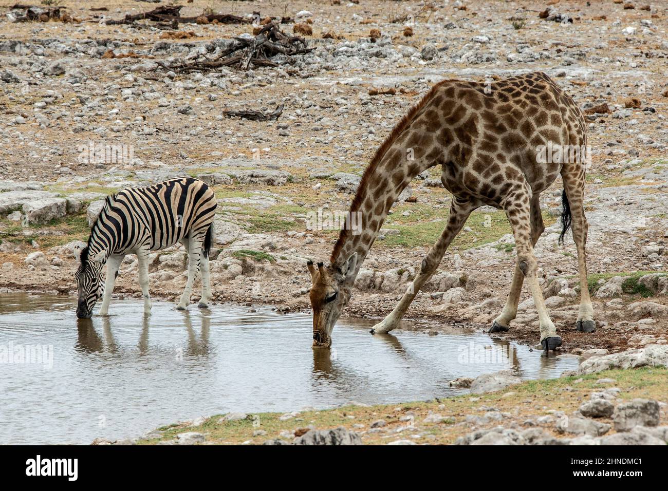 Girafe et zèbre buvant au trou d'eau. Banque D'Images