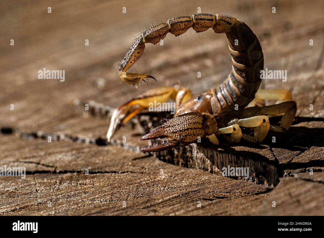 Scorpion de terriers sur le log montrant la piqûre et les grands pincettes. Banque D'Images